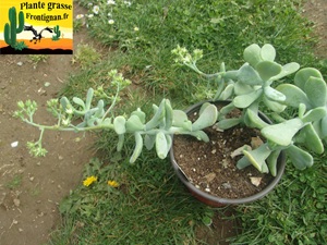 Sedum allantoides Goldii