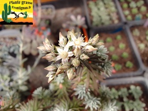 Sedum griseum
