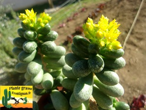 Sedum hernandezii