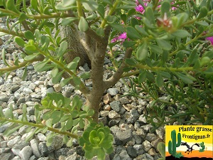 Sedum oxypetalum