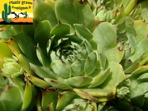 Sempervivum tectorum Pyrennes