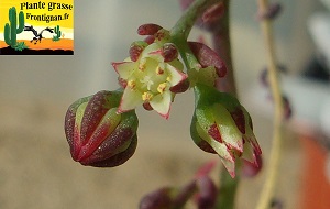 Sinocrassula indica var indica