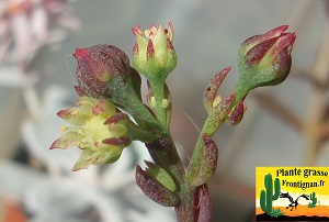 Sinocrassula indica var indica