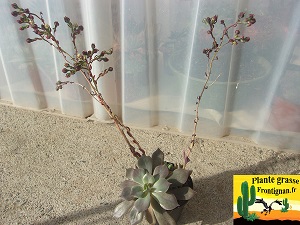 Sinocrassula indica var indica