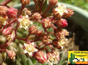 Sinocrassula yunnanensis fleur