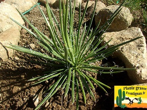 Agave geminiflora