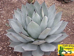 Agave parryi var huachucensis