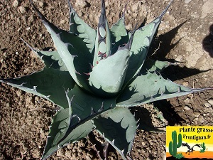 Agave vizcainoensis