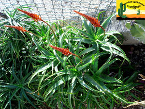 Aloe x arborescens