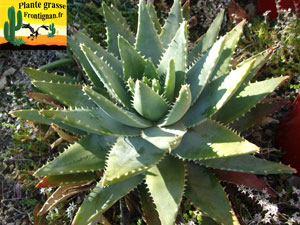 Aloe brevifolia var. depressa