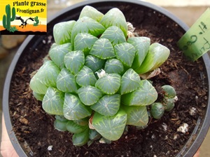 Haworthia ccoperi var truncata