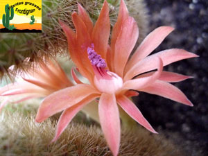 Cleistocactus winteri fleur