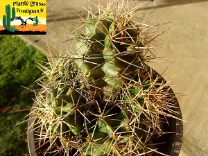 Echinocereus coccineus