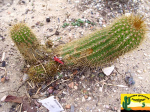 Cactus rampant