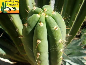 Echinopsis macrogona