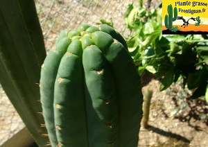 Echinopsis pachanoi cactus San Pedro
