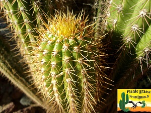 cactus cierge mediterraneen