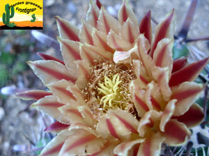 Ferocactus wislizenii herrerae fleur