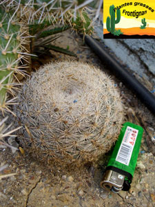 Petit cactus boule mammillaria candida
