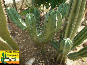 Myrtillocactus geomitrizans