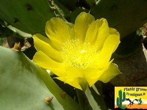 Fleur jaune Opuntia stricta