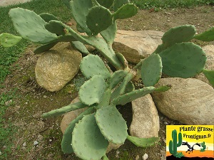 Opuntia stricta