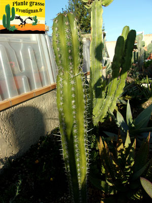 cactus cierge Pachycereus pecten aboriginum