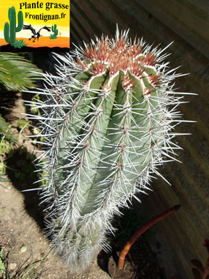 cactus mexicain Pachycereus pringlei