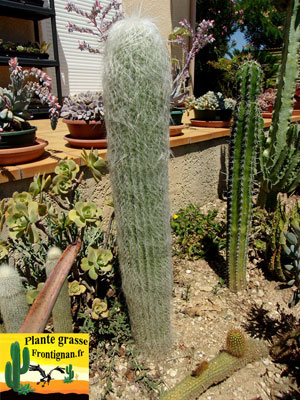 Cactus cierge Cephalocereus senilis