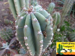 cactus cierge en fleur dans un jardin mediterraneen