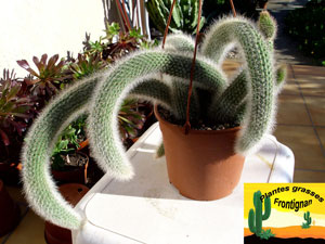 cactus queue de rat cleistocactus vulpis cauda