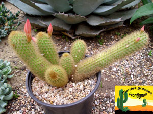 cleistocactus winteri cactus queue de rat