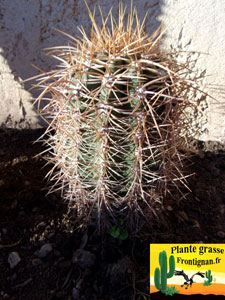 cactus cierge tres rustique