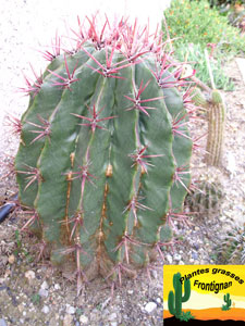 cactus aiguilles rouges ferocactus pilosus