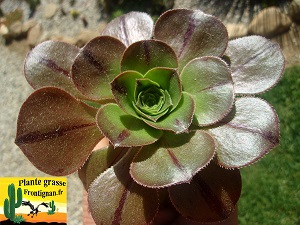 Aeonium Invierno