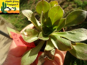 Aeonium Primavera