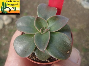 Echeveria Ages Sombres