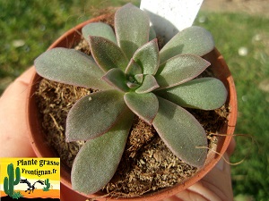 Echeveria Arion