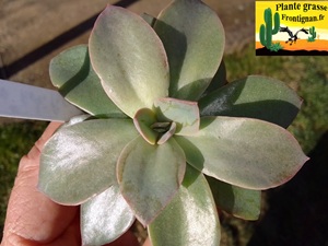 Echeveria Artificielle