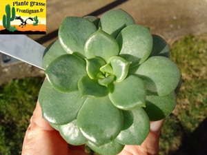 Echeveria As de Coeur