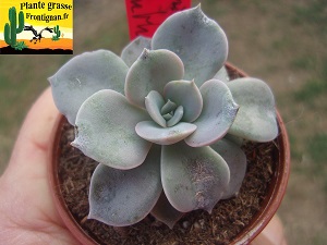 Echeveria Aziza