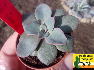 Echeveria Bonne Aventure