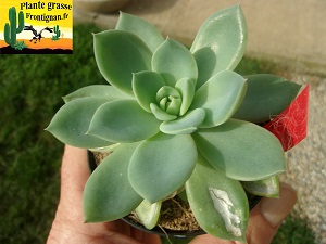 Echeveria Carene