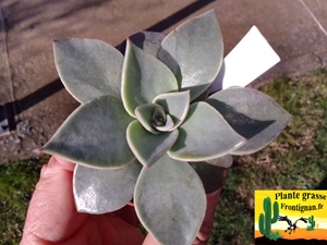 Echeveria Casting