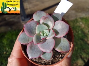 Echeveria Coeur de Glace