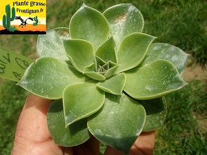 Echeveria Conteuse