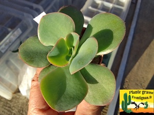 Echeveria Cordon Rouge