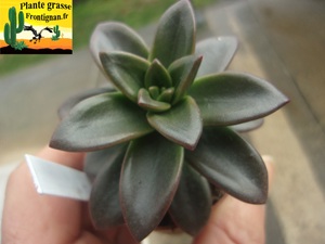 Echeveria Coucher des Etoiles