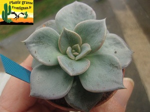 Echeveria Creature