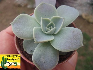 Echeveria Curvy